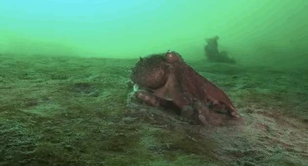 Octopus Mutilation Not Such Loners After All: A New Octopus Species Is Breaking Cephalopod ...