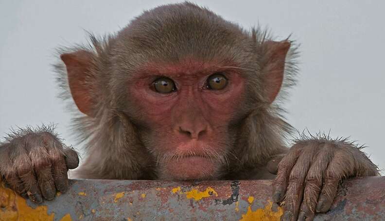 Delhi's Monkey Problem