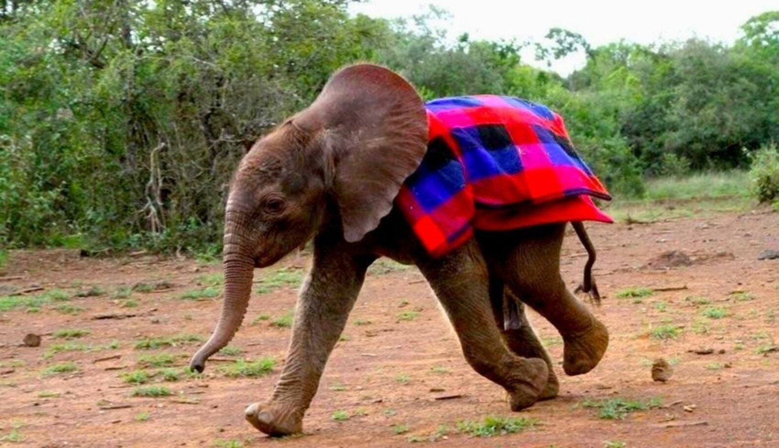 9 Reasons To Celebrate Elephants The Dodo