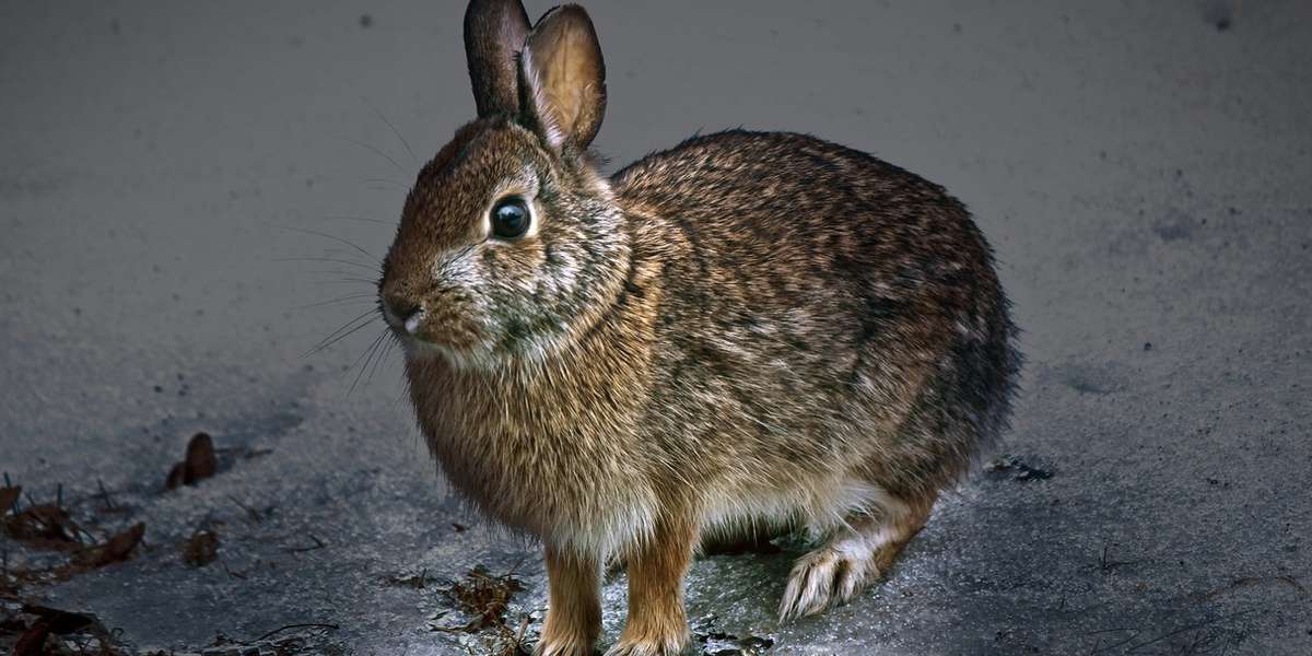 Here’s Why People Are So Mad At Whole Foods For Selling Rabbit Meat