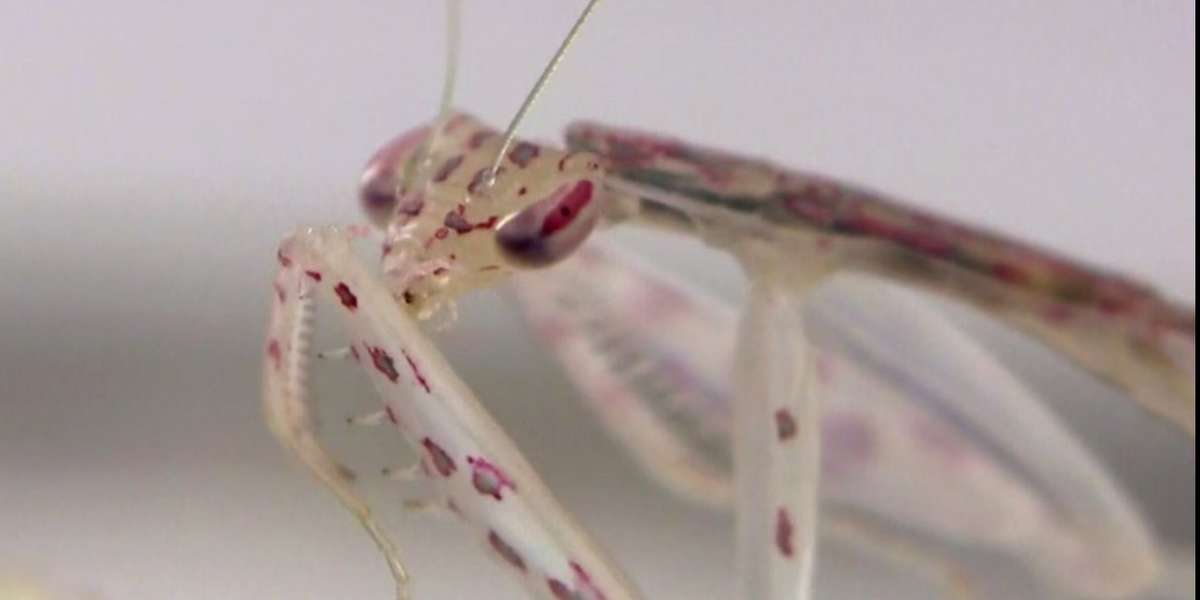 See-Through Mantis Eats Fly In Mind-Boggling Video - The Dodo