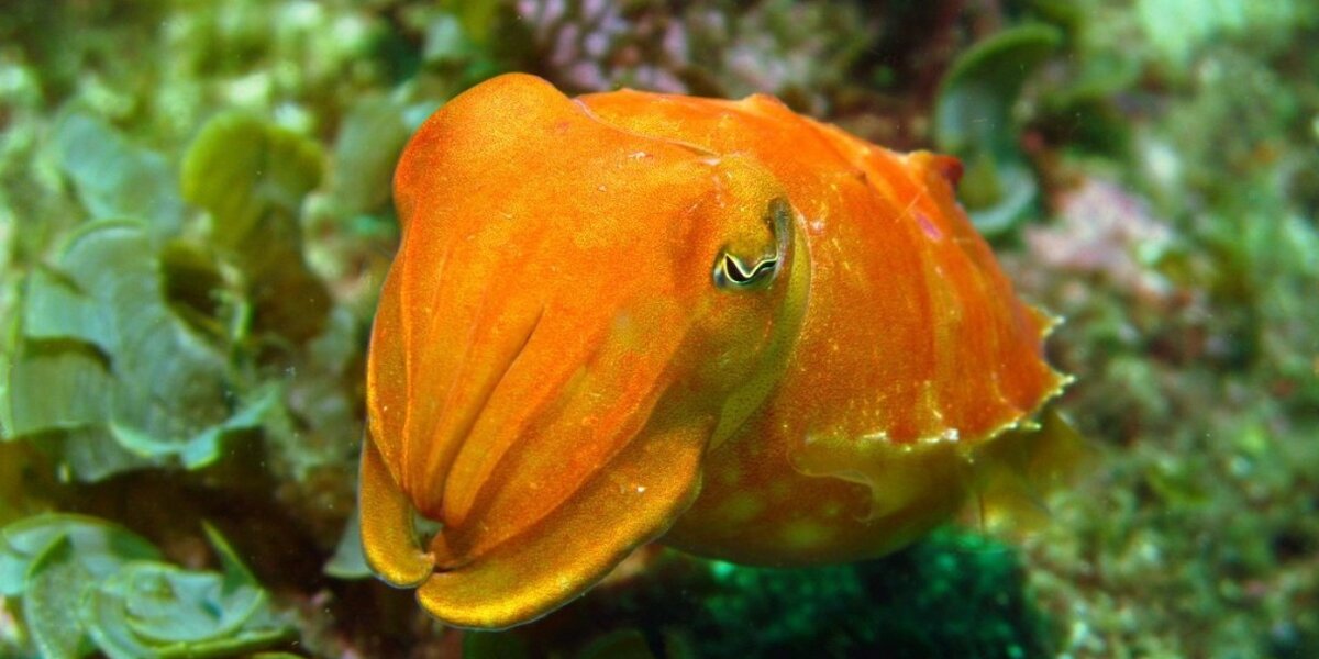 7 Reasons Cuttlefish Are Absolutely Fascinating Sea Creatures - The Dodo