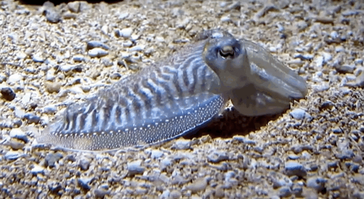 7 Reasons Cuttlefish Are Absolutely Fascinating Sea Creatures - The Dodo
