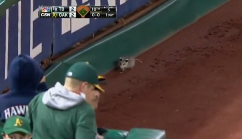 Lucky Opossum Crashes Major League Baseball Game, Inspiring A Comeback ...