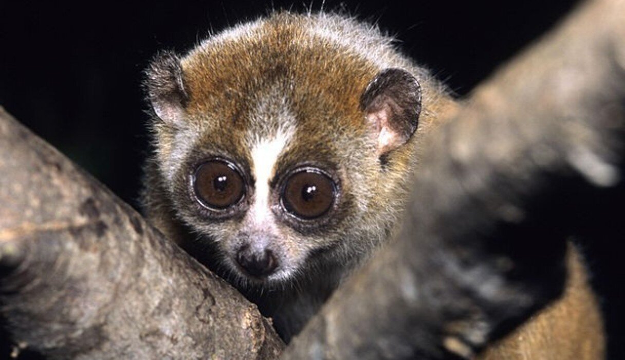 Slow Loris Eyes