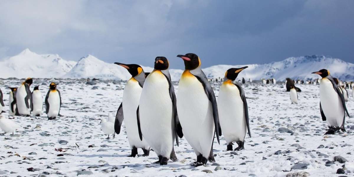 The 9 Major Threats To Penguins Plus A Glimmer Of Hope - The Dodo