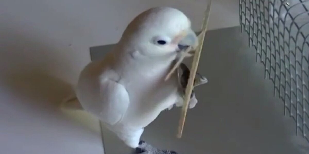 For The First Time, Scientists Spot A Bird Teaching His Friends To Use ...