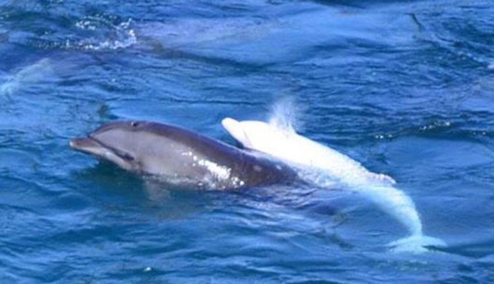 Rare Albino Dolphin Continues To Thrive In Wild Despite Being Different