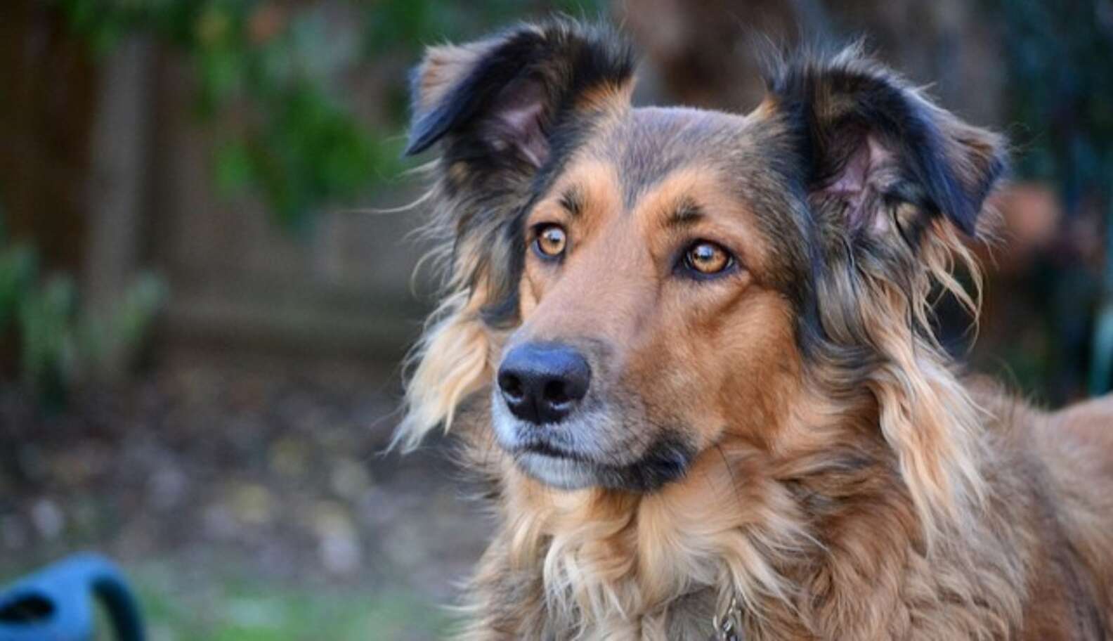 Humans Ruling Animals Landmark Ruling: Animals Can Legally Be Considered Victims, Just Like ...