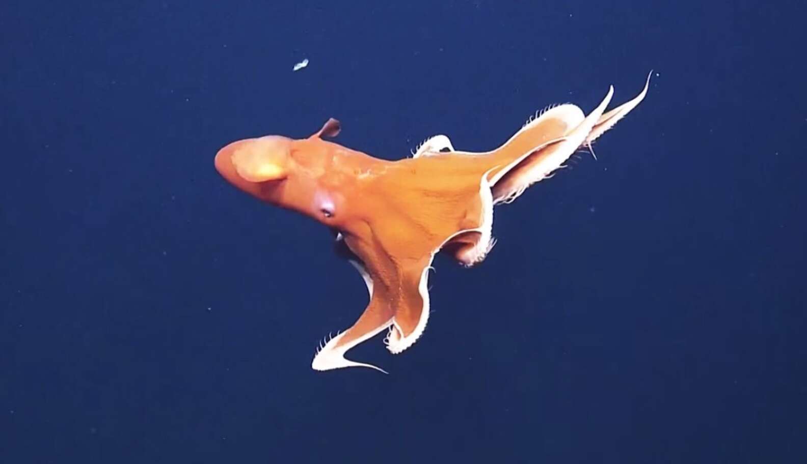 Undersea Rover Captures Stunning Footage Of A Rare 'dumbo' Octopus 