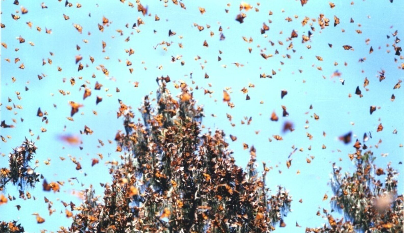 Massive 'Cloud' Spotted On Weather Radar Turns Out To Be A Swarm Of ...