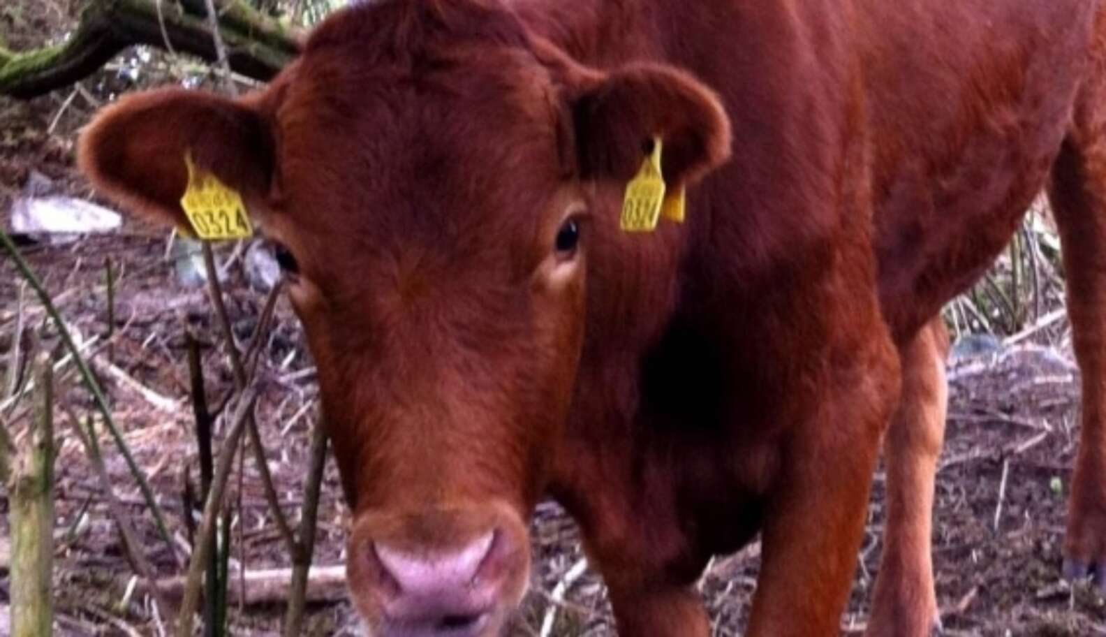 Survivor Cow Found Alive On An Island Months After Mysteriously ...
