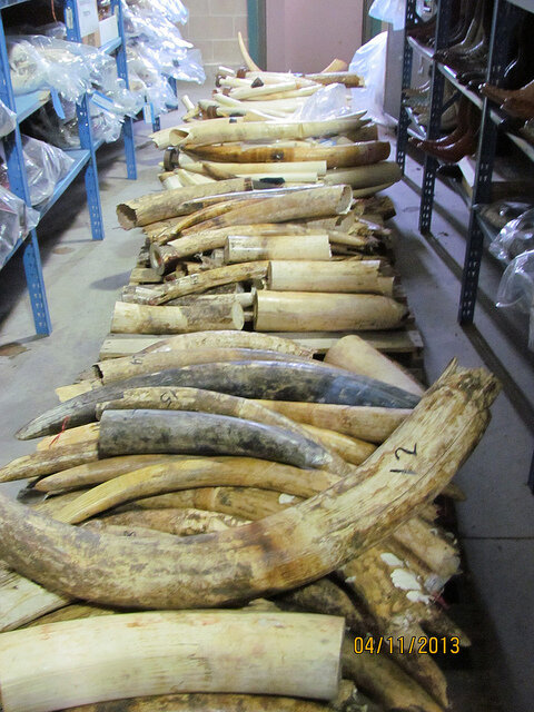 What Should We Do With Confiscated Ivory? - The Dodo