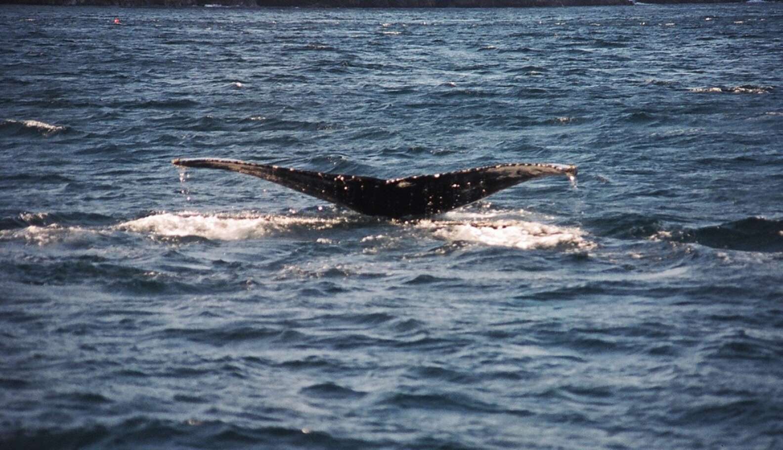 Baby Whale Tangled In Shark Net Is Cut Free As Mother Looks On - The Dodo