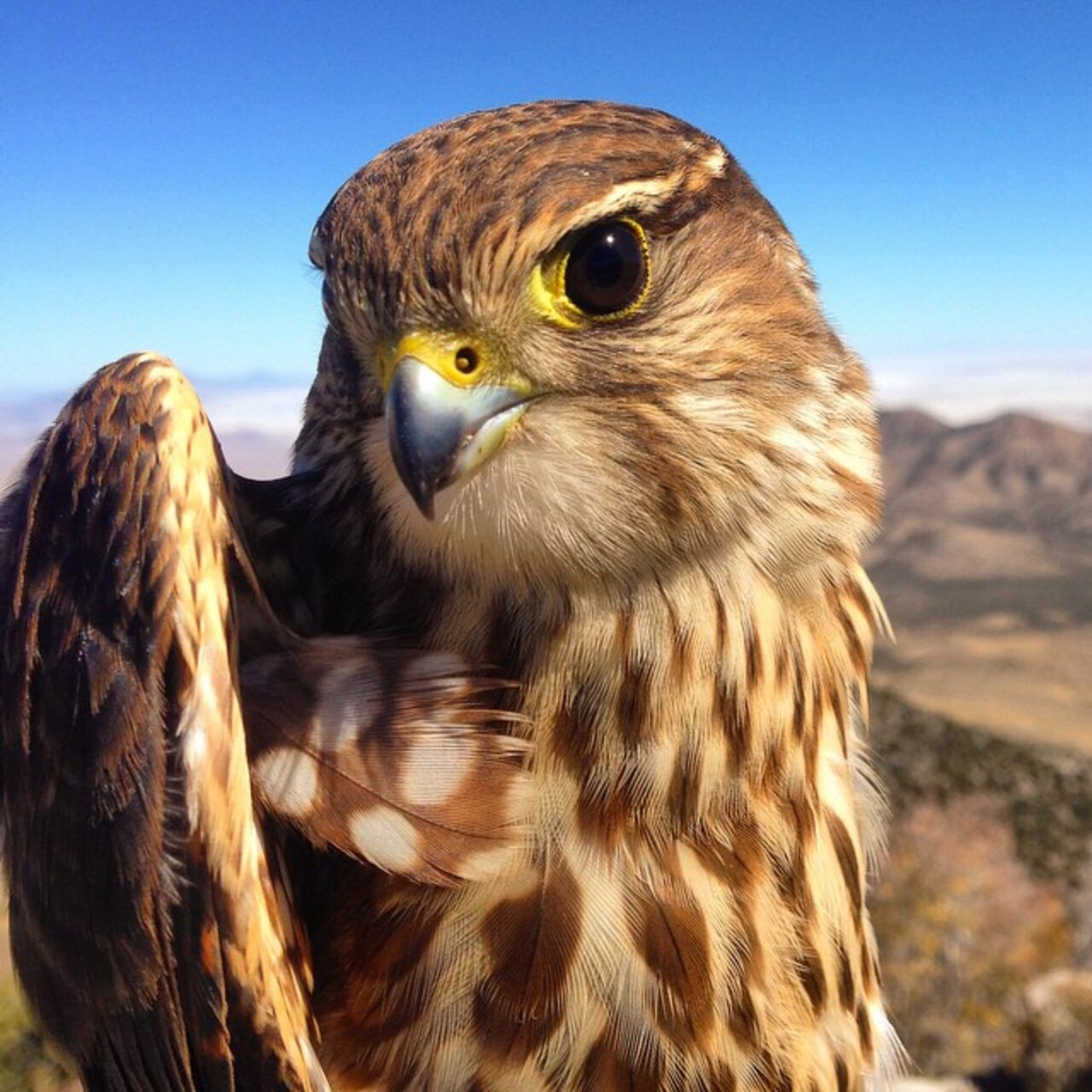 A beautiful Merlin, on her journey south. #bird - The Dodo