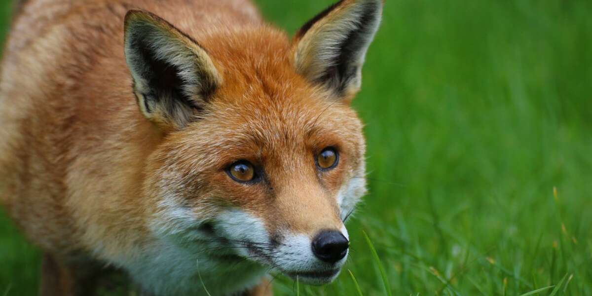 How A Daring Group Of Red Foxes Conquered The Northern Hemisphere - The ...