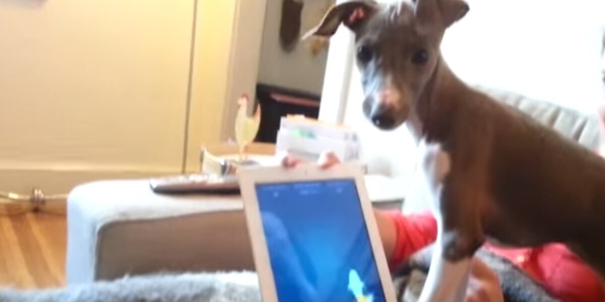 Enthusiastic Puppy Excitedly Paws And Scratches At iPad Fishing