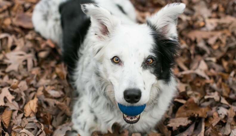 World s Smartest Dog Has 1 000 Word Vocabulary The Dodo