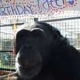 How One Chimp Found Sanctuary In Her Birthday ... And Cake And Family And Presents