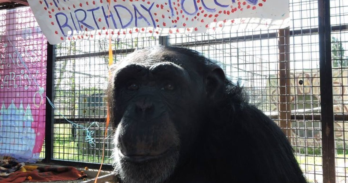 How One Chimp Found Sanctuary In Her Birthday ... And Cake And Family ...