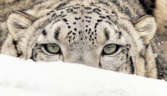 Nepal Accelerates Efforts To Protect Rare Himalayan Snow Leopards - The