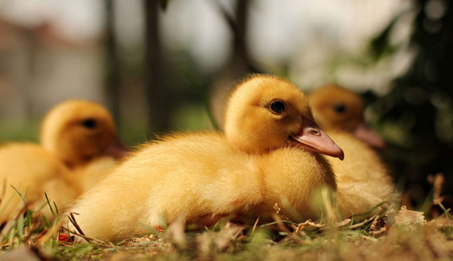 Undercover Footage: How Ducklings Are Treated In One Of America's ...