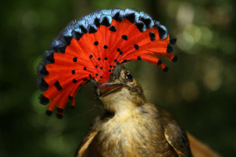 11 Animals Pulling Off Hairstyles We Never Could - The Dodo 11 Animals Pulling Off Hairstyles We Never Could - The Dodo
