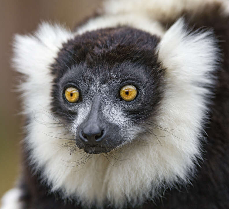 11 Animals Pulling Off Hairstyles We Never Could - The Dodo 11 Animals Pulling Off Hairstyles We Never Could - The Dodo