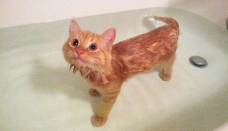 funniest-cat-gifs-cat-meets-bath-water