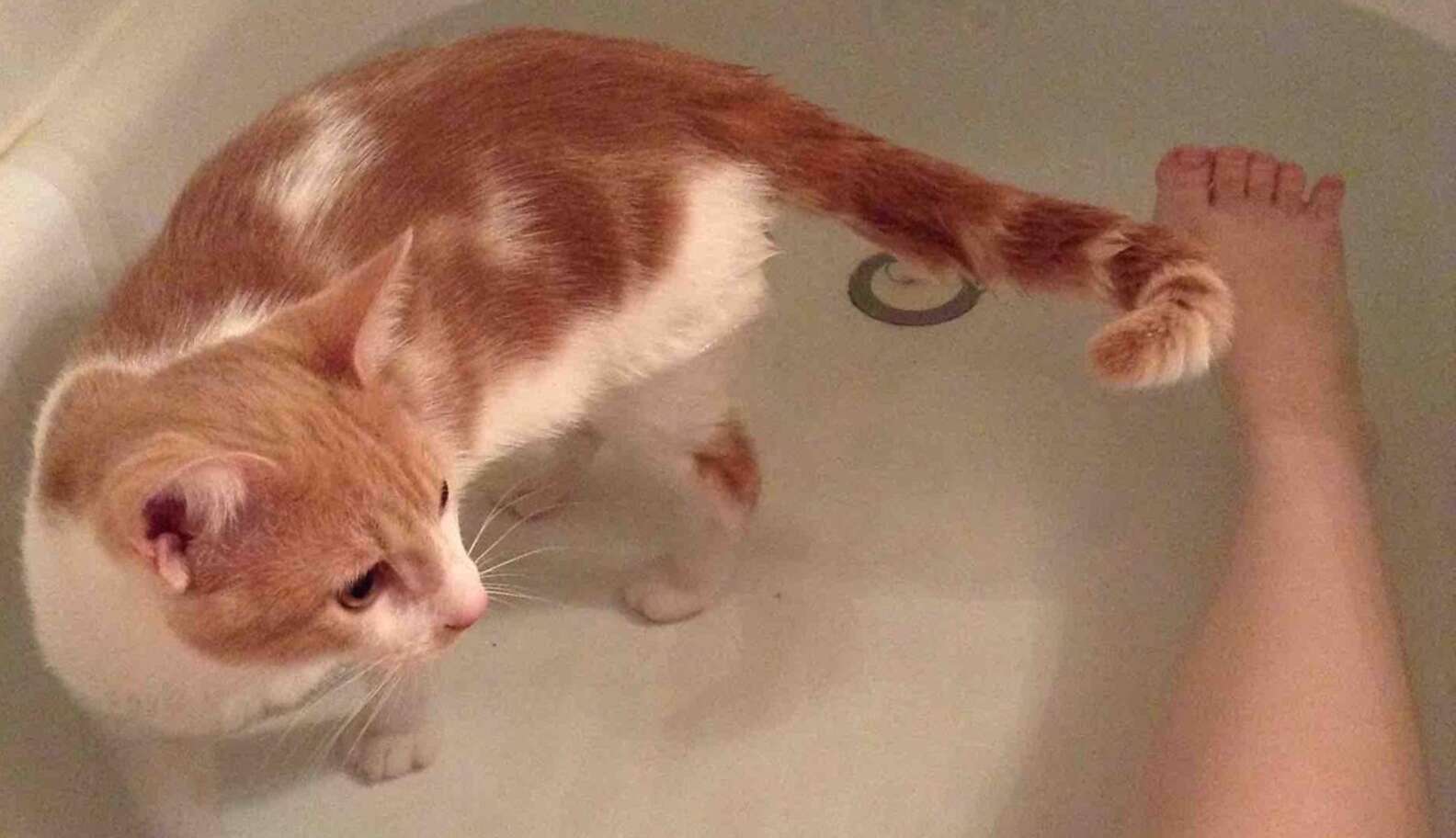 Рыжий кот в ванной