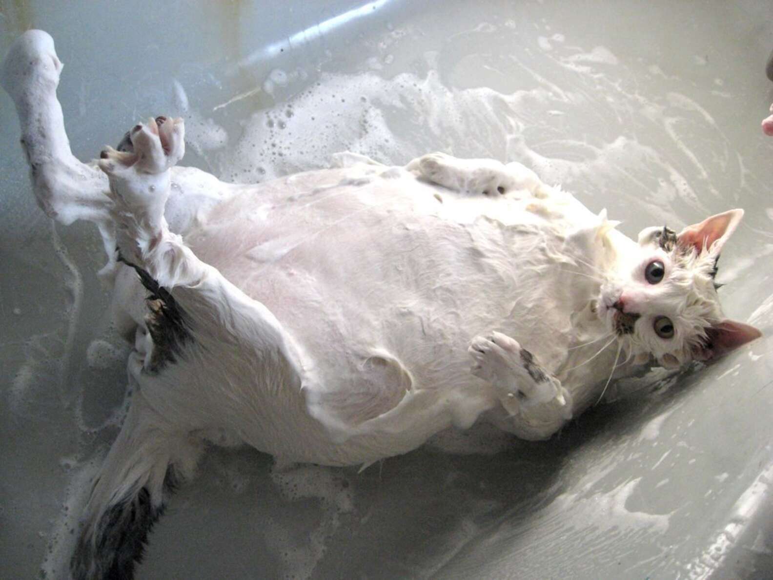 Мокрый кот в ванне