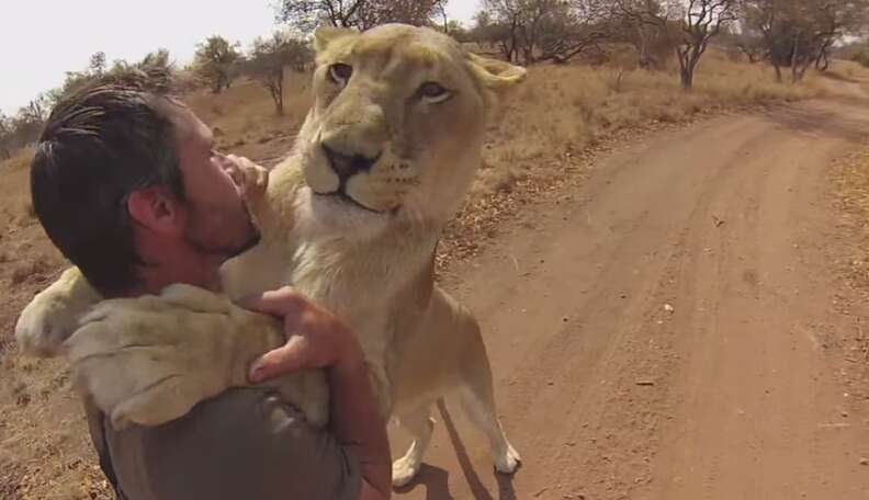 'Lion Whisperer' Reveals What Really Happens To Captive Cubs - The Dodo