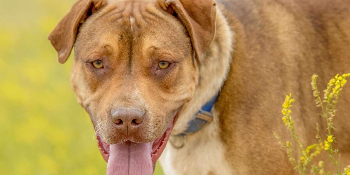 deaf-rescue-dog-learns-sign-language-finds-forever-home-the-dodo