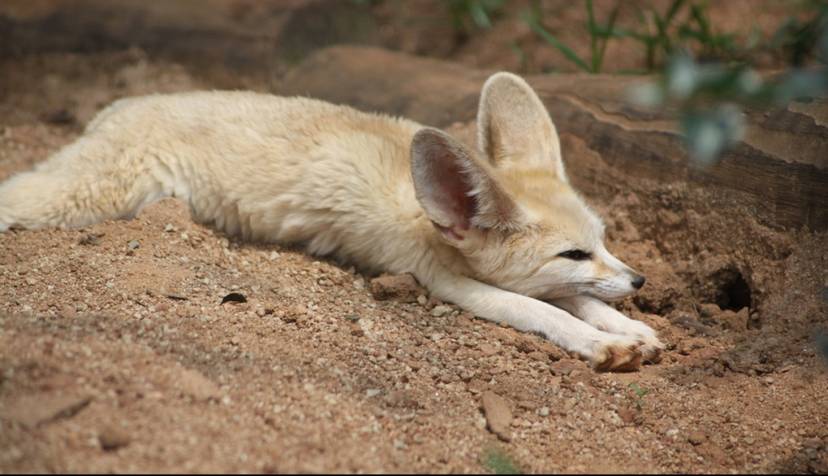 The Mysterious Lives Of 7 Animals Who Make Their Homes Underground The Dodo