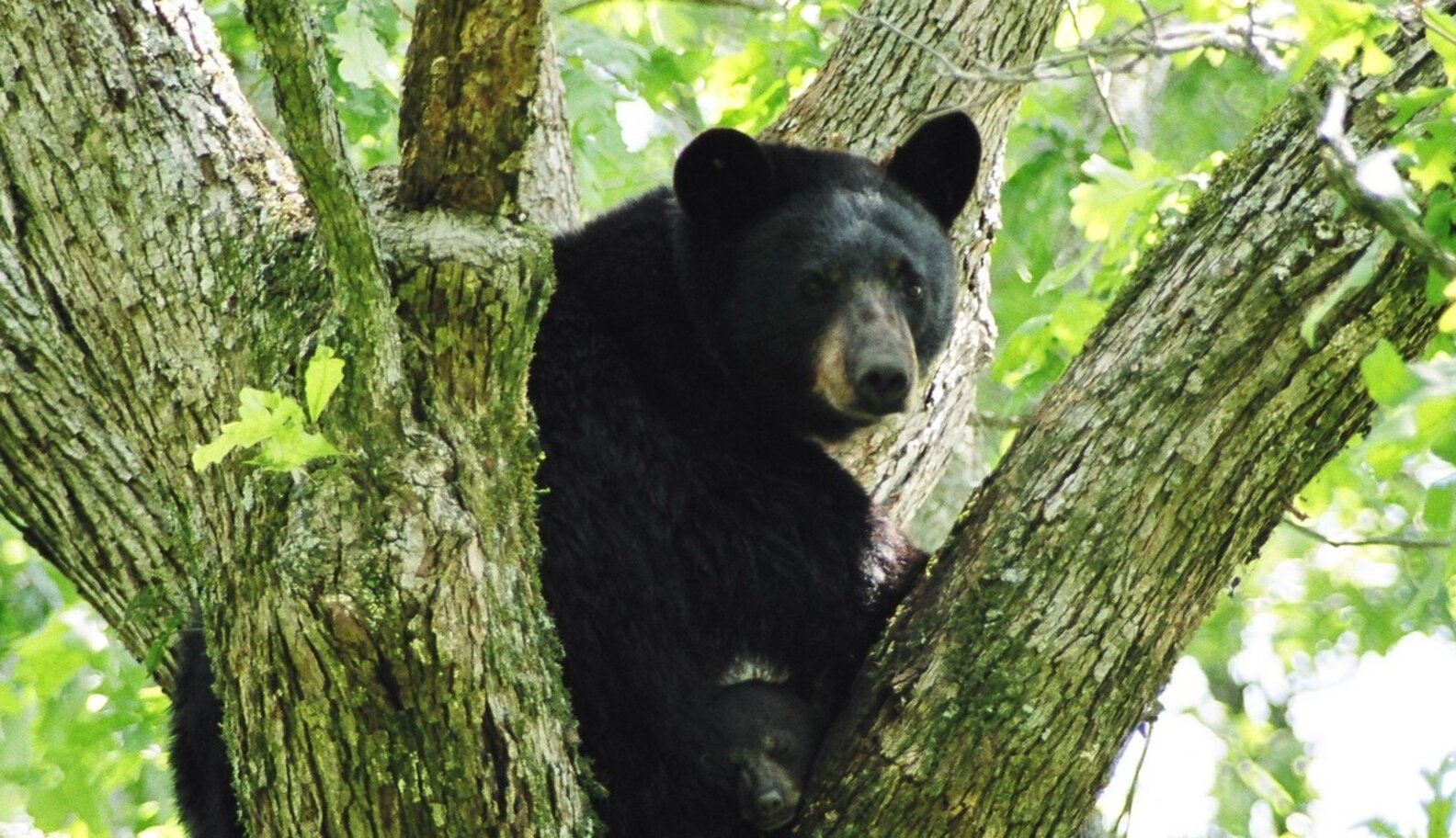 These RealLife Teddy Bears Will Live To See Another Day The Dodo