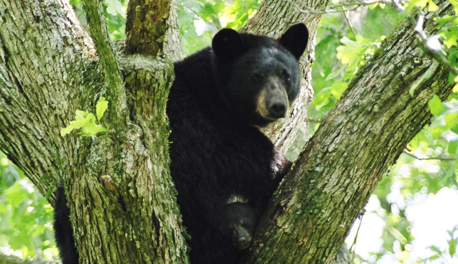 live teddy bear