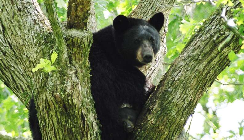 These Real-Life Teddy Bears Will Live To See Another Day - The Dodo