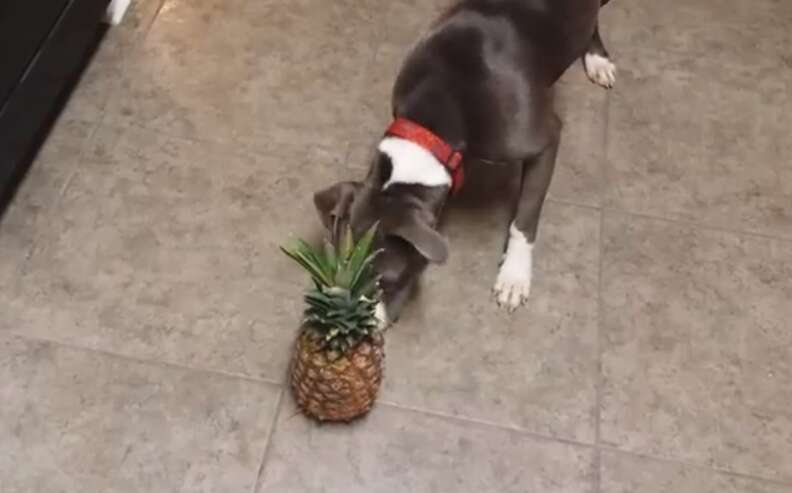 can pineapple kill dogs