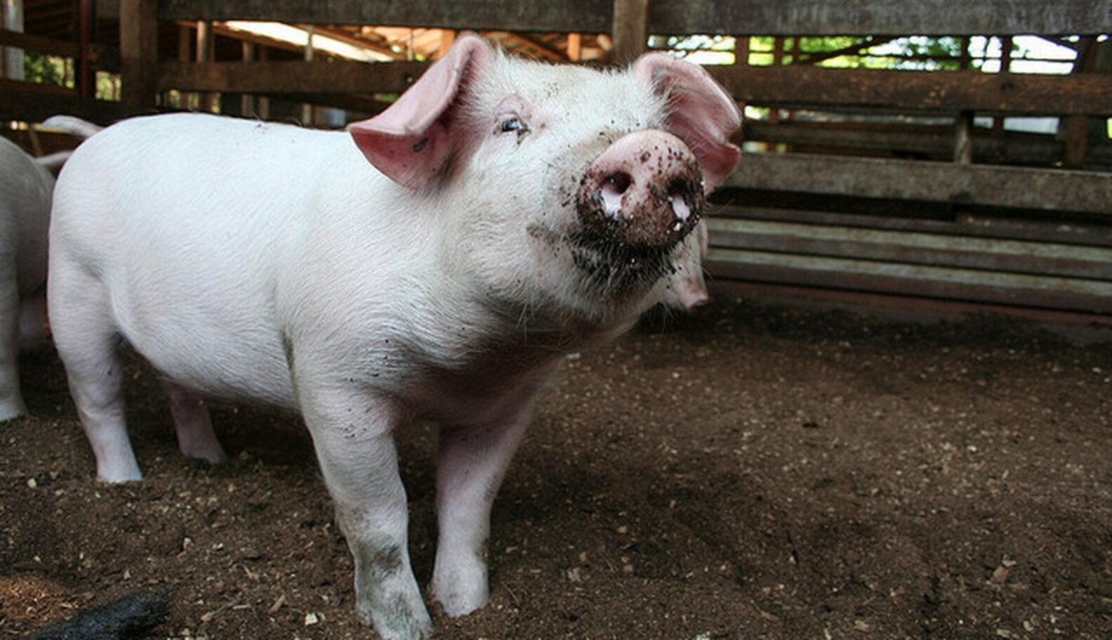 USDA Inspectors Admit To Poop, Hair, Toenails In Factory Pork - The Dodo