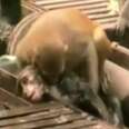 Monkey Saves Friend with "CPR"