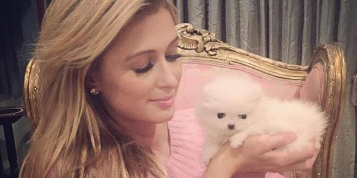 Why We're Nervous About Paris Hilton's Tiny New Puppy The Dodo