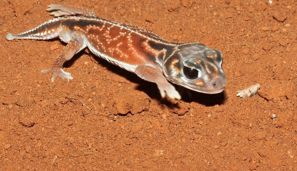 12 Animals Who Actually Use Electricity The Dodo