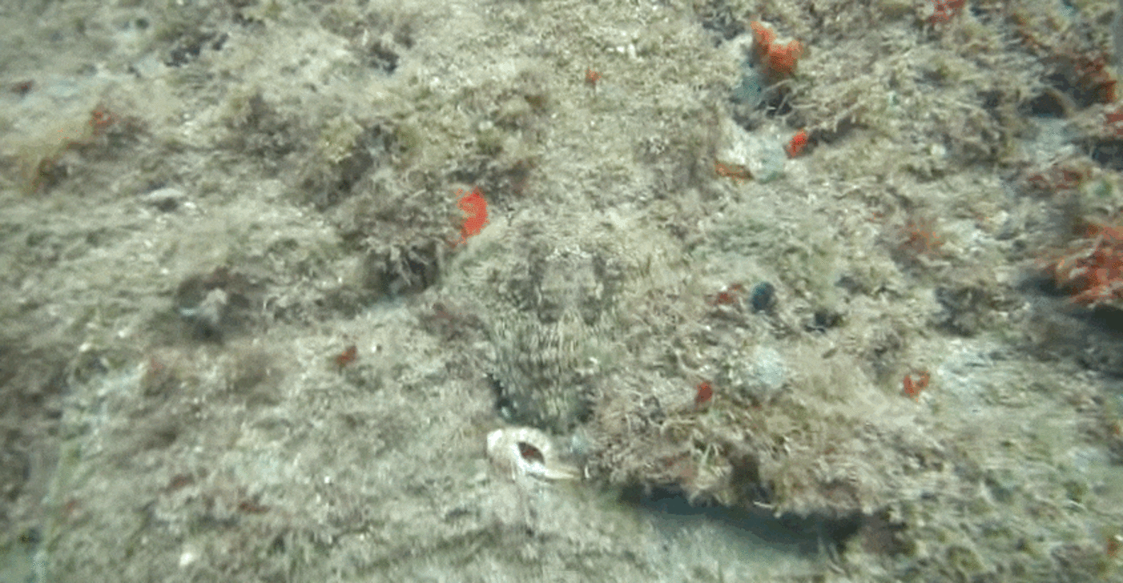 Invisible Octopus Dramatically Reveals Herself - The Dodo