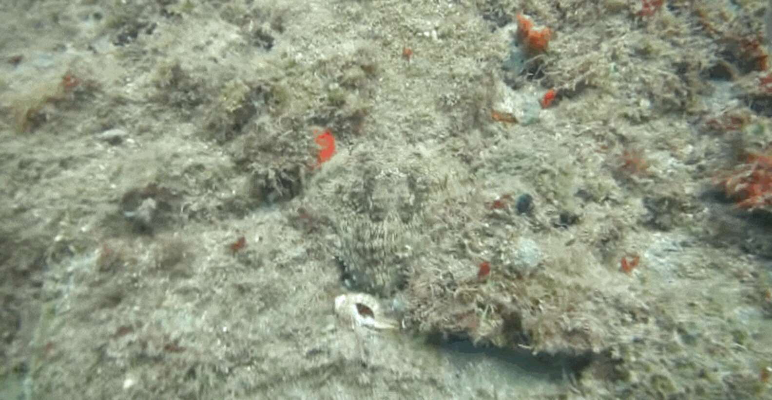 Does Octopus Be Invisable Invisible Octopus Dramatically Reveals Herself - The Dodo