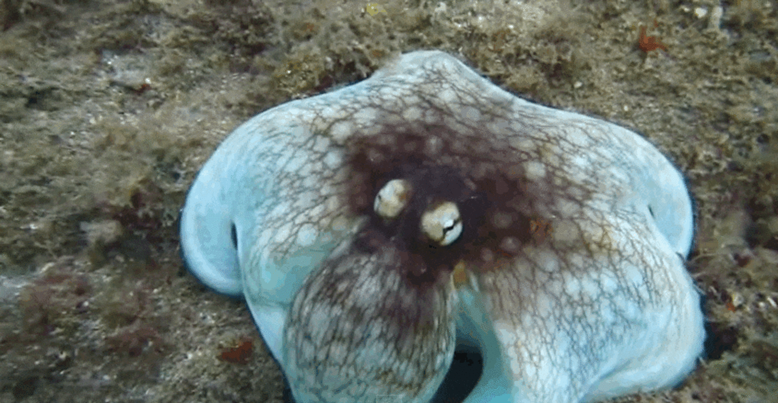 Invisible Octopus Dramatically Reveals Herself - The Dodo