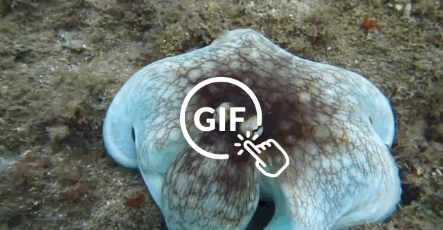 Does Octopus Be Invisable Invisible Octopus Dramatically Reveals Herself - The Dodo