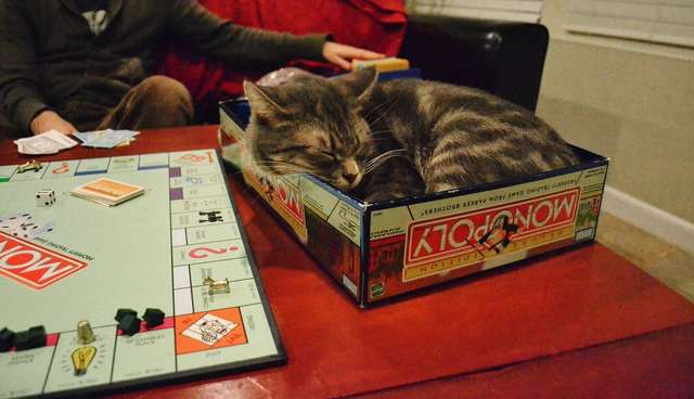 21 Cats Who Are Bored By Your Board Games The Dodo