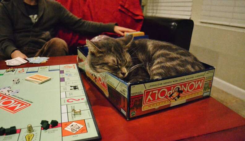 cats playing board games