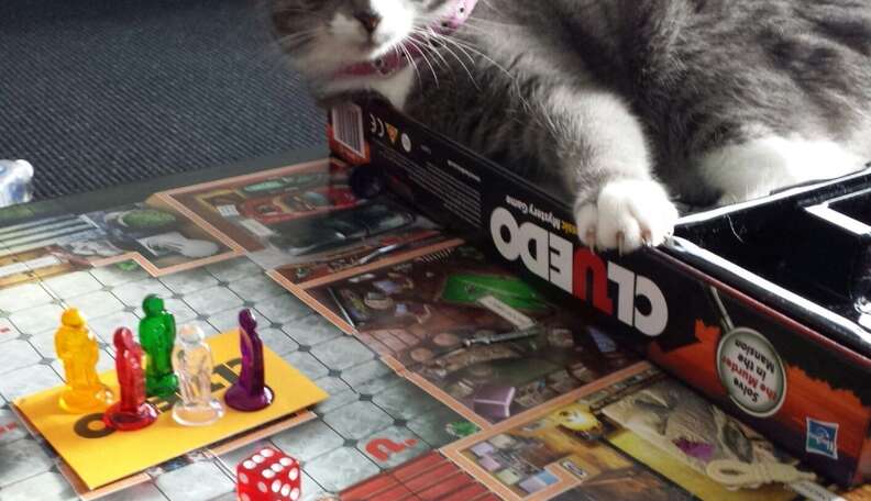 cats playing board games