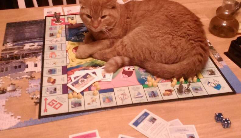 cats playing board games